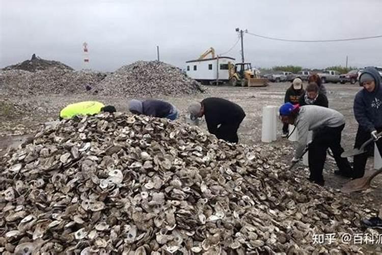 海蛎子壳属于什么垃圾