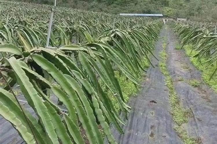 火龙果打什么药好