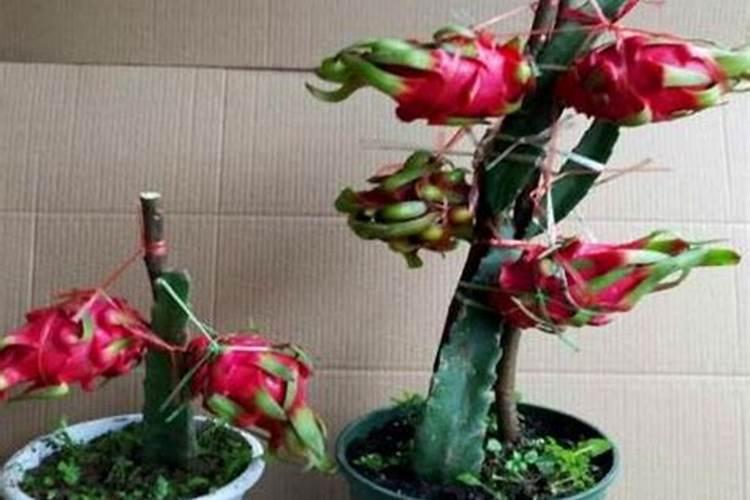 火龙果开花要施什么肥
