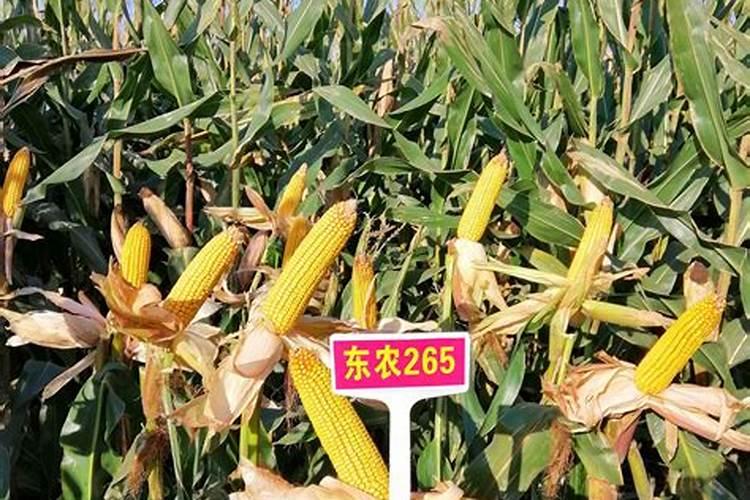 不同的季节影响因素不同,夏季玉米种植哪些因素影响产量？