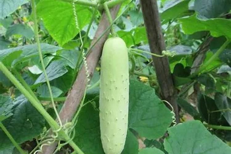要想黄瓜口感好,冲什么样的肥料