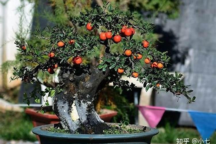 钙对柑橘叶片、花朵有啥影响？
