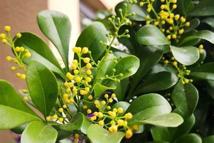 米兰如何施肥米兰施肥方法和注意事项