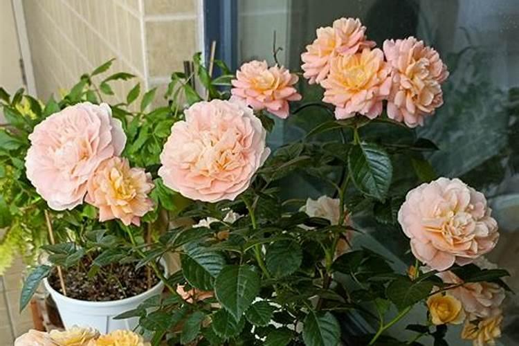 月季花骨朵不开花怎么回事
