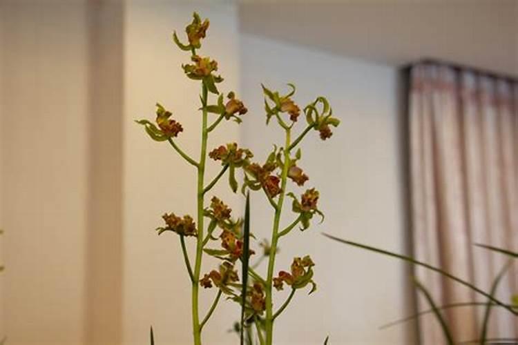 兰草花的种植需要什么肥料 种植兰草花用哪些肥料好
