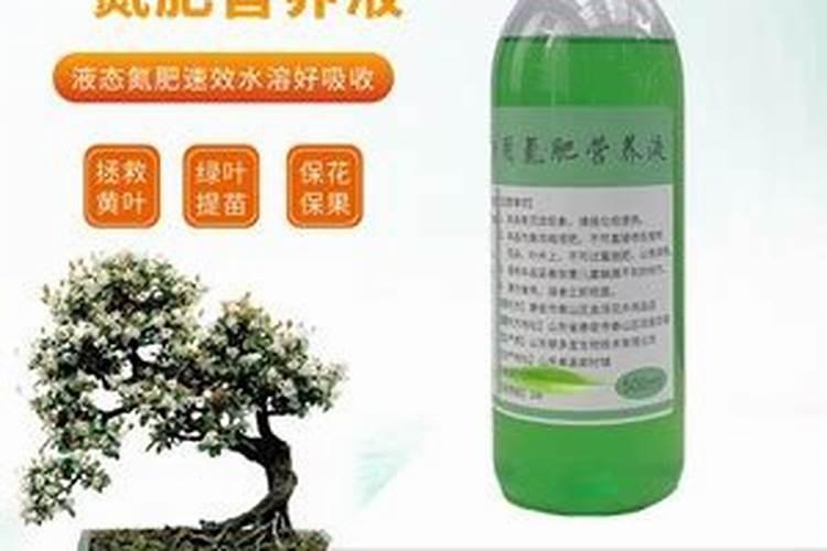 海岛春花怎么养殖？