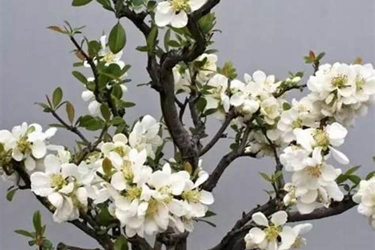 海岛春花的正确养殖方法