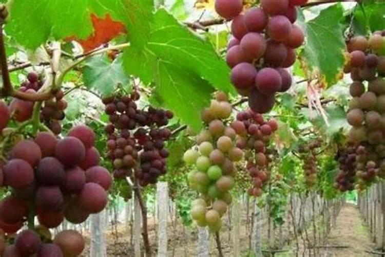 葡萄开花前施什么肥料