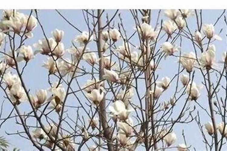 玉兰怎么施肥