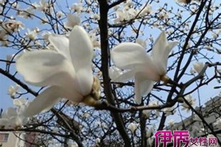 如何正确给玉兰施肥？