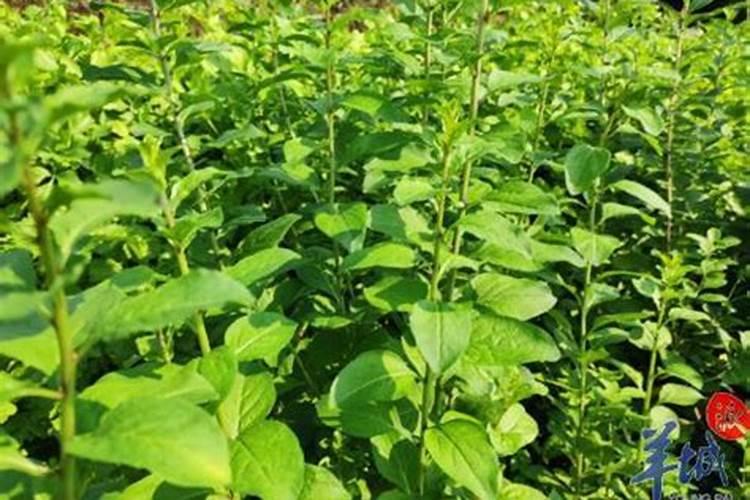 大叶枸杞的种植管理技巧 枸杞怎么养殖