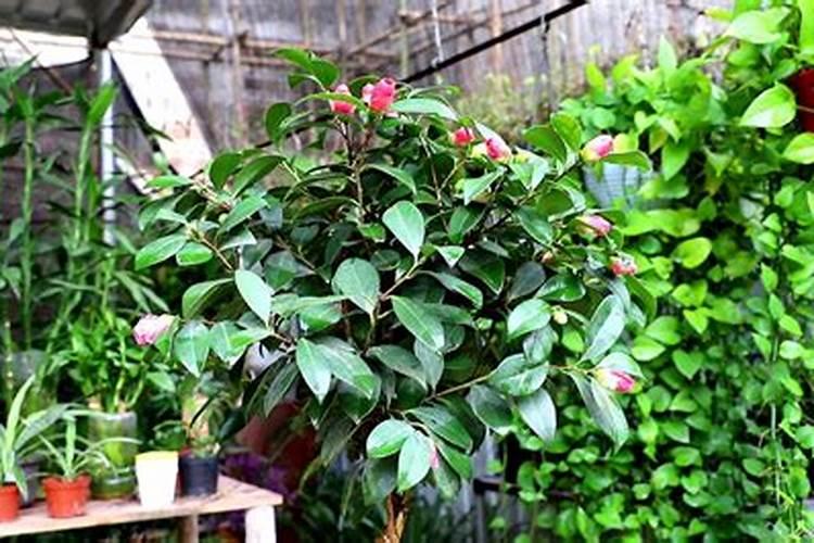 磷酸二氢钾可以浇茶花吗