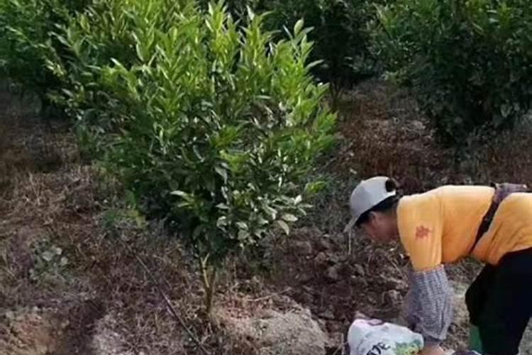山东有机肥厂家有哪些