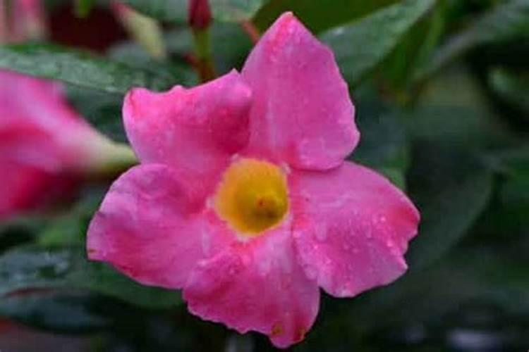 飘香藤怎么养才开花