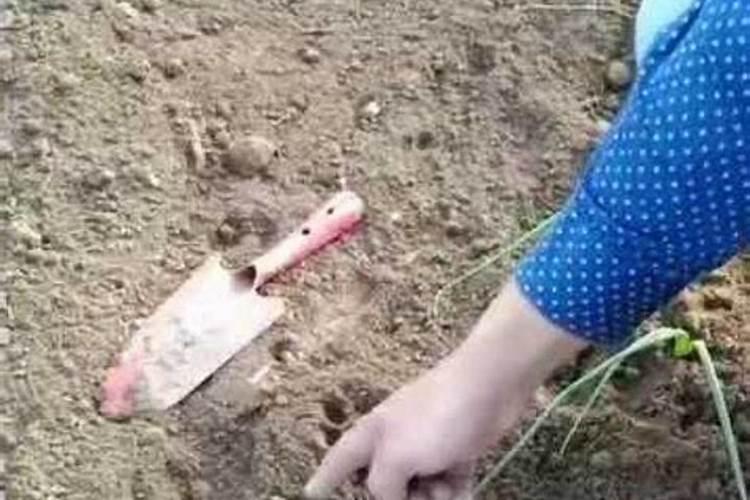 洋葱施什么肥最好