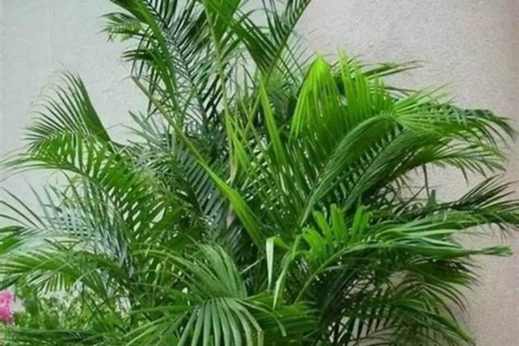 绿化树木施什么肥好