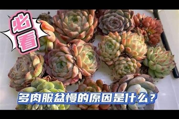 没有国有林场,就没有广西桉树