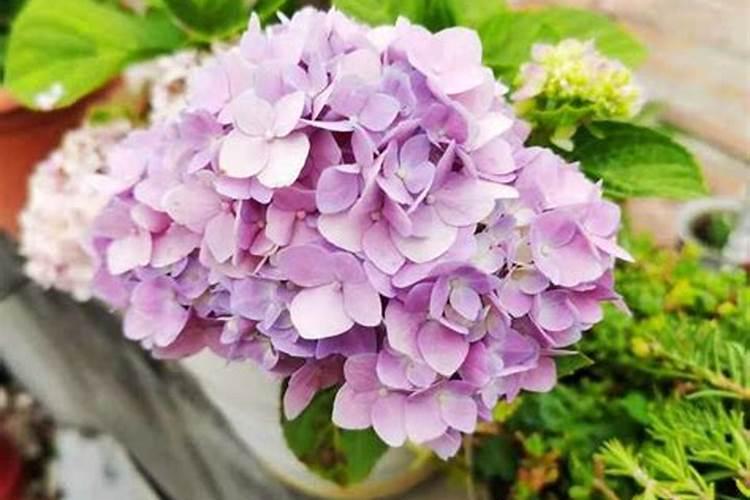 绣球花怎么施肥,绣球花施肥方法