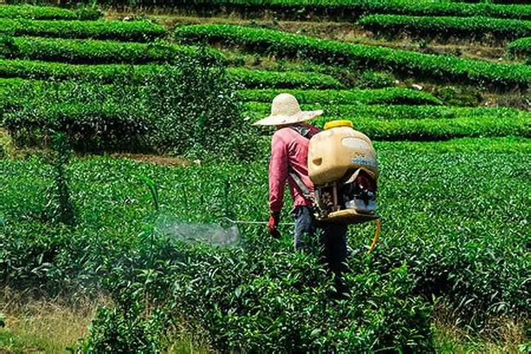 有机茶和普通茶叶的区别是什么