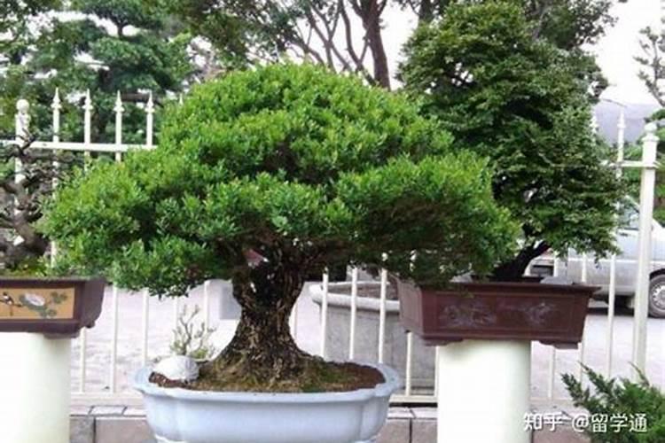 刚栽的黄杨树什么时候可以施肥？施什么肥？