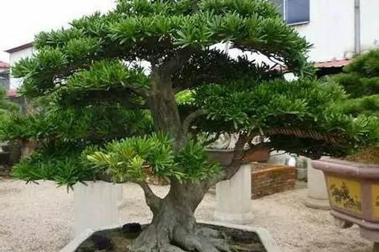 ...还有桂花树也不知道给什么虫子吃了叶子,罗汉松的新芽也有很多白色的...