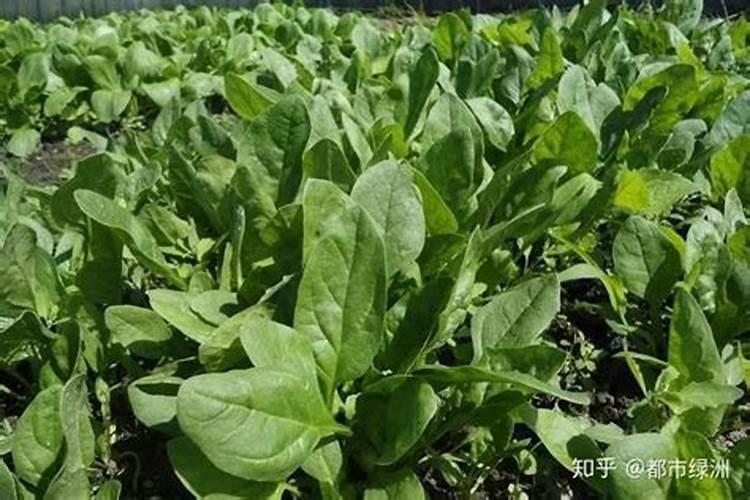种菠菜用什么肥料