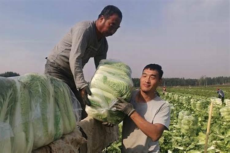 怎样给大白菜施肥给大白菜追施肥距离菜颗多少适宜