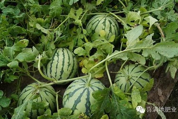 西瓜的吸肥特点、需肥规律及其平衡施肥技术