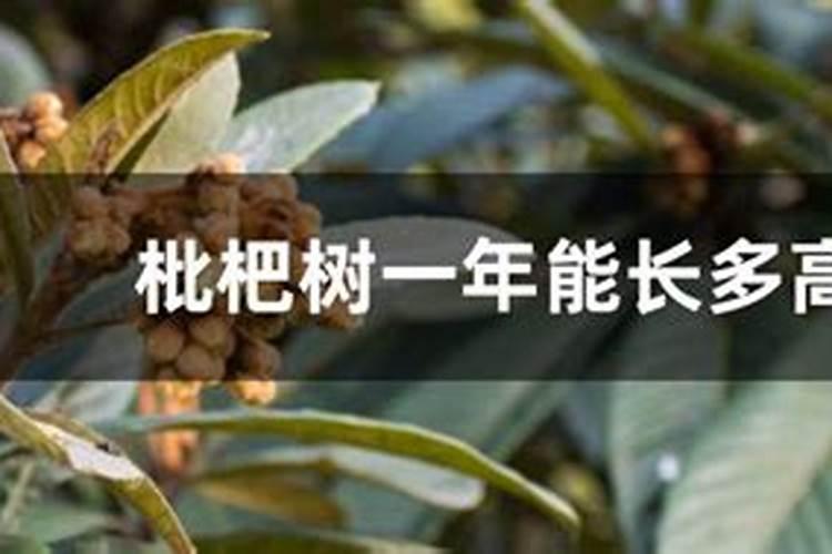 枇杷树釆完果后每颗树施多少要素,和磷肥？