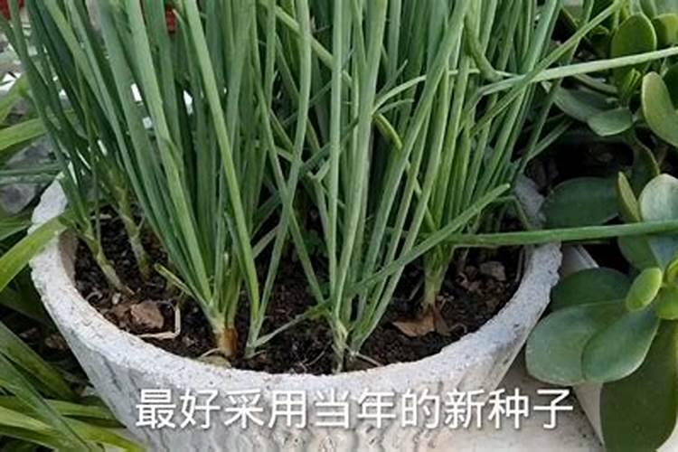香葱发芽技巧