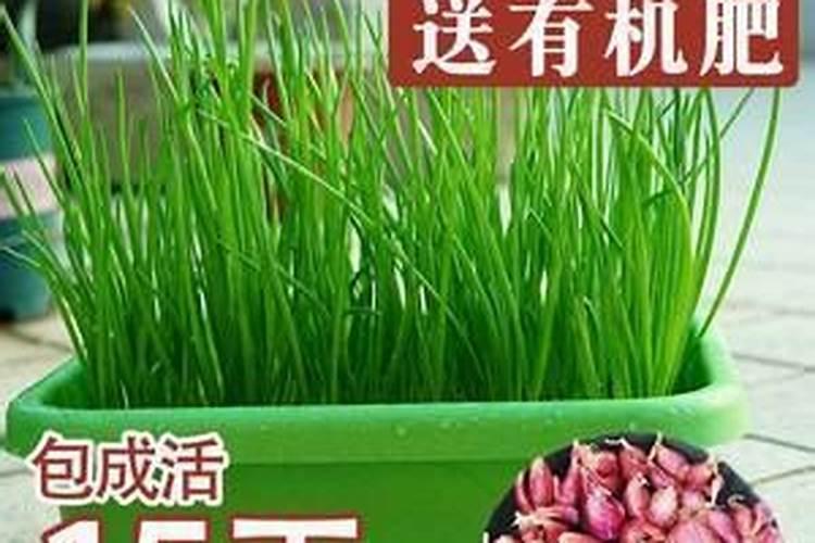 香葱的施肥方法和时间(香葱的种植方法用什么肥料)