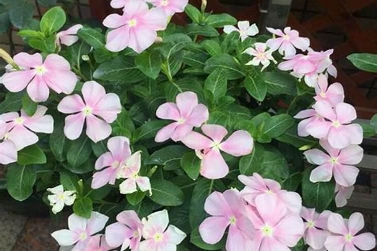 长春花施什么肥最好