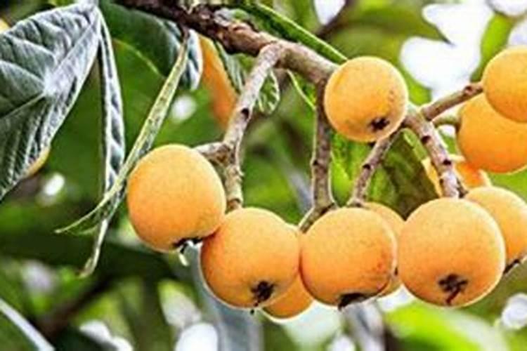 枇杷树什么时候施肥 枇杷树的施肥时间