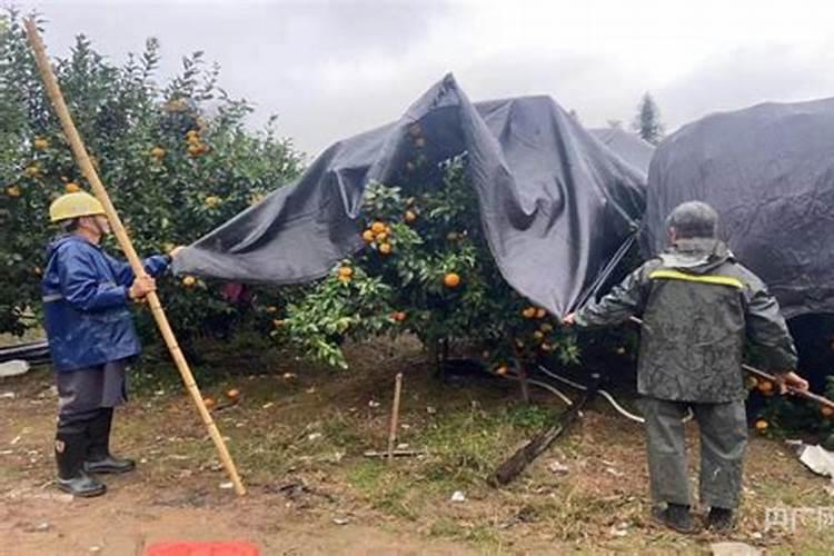 氨基酸叶面肥降温前喷还是后喷