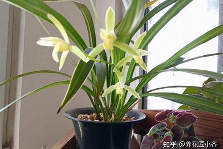 茶树的科学施肥方法 茶树怎么高质量施肥