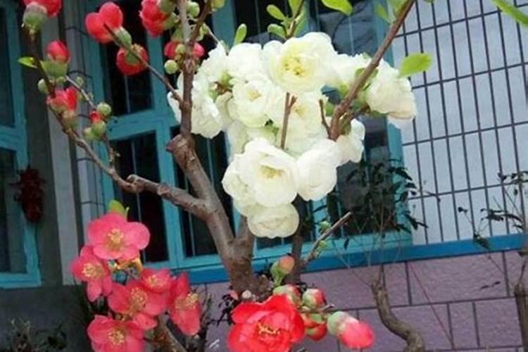 蓝莓种植需要什么条件