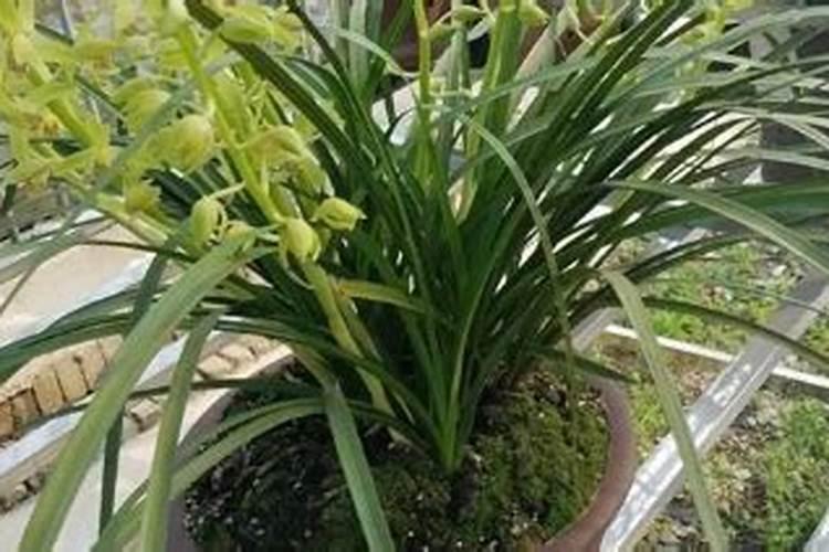 兰花用什么促花芽分化？