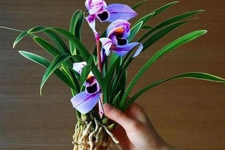 兰花种球怎么种植？