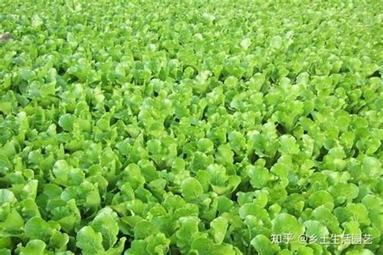 小白菜结球期管理很关键,小白菜结球期该怎么管理？