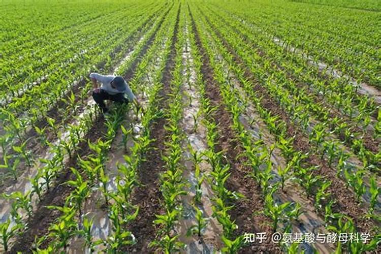 种菜什么时候施什么肥