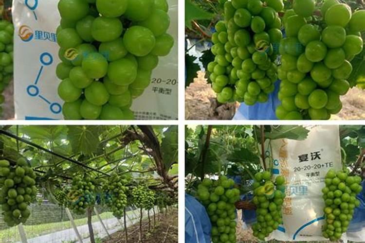 提高葡萄的质量和产量,怎么样施肥能让葡萄更甜？