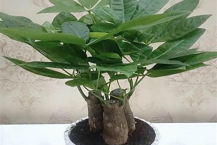 发财树适合什么土种植