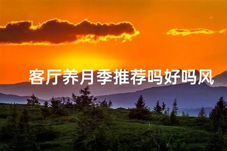 养月季哪种肥料效果更好,生长更旺盛？