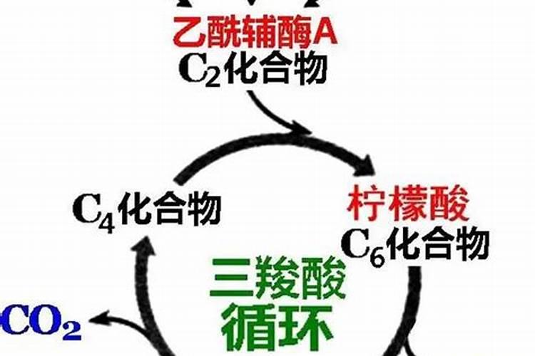 核苷酸二钠用途与注意事项