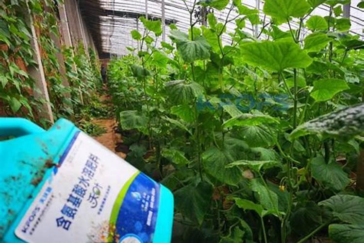 请问专家黄瓜刚摘完根瓜,瓜不多,现在有1.5米高,可以浇水吗？用什么肥料...