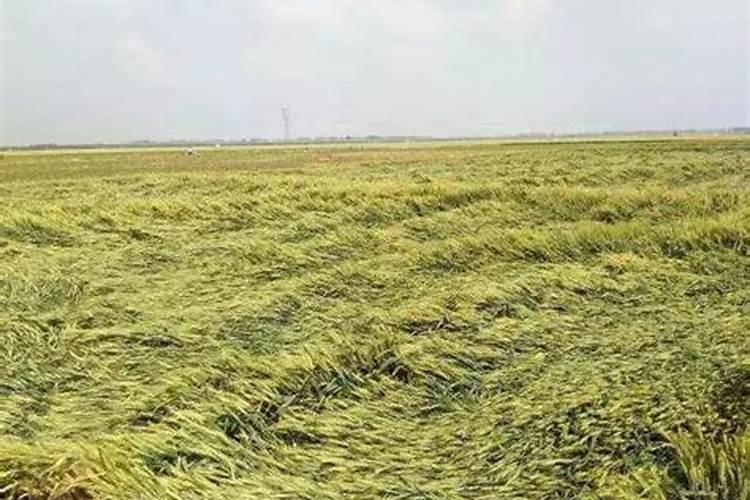 倒伏的小麦如何补救