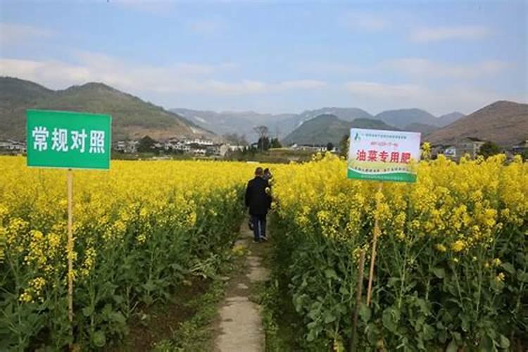 种油菜、小麦怎样施用复合肥？
