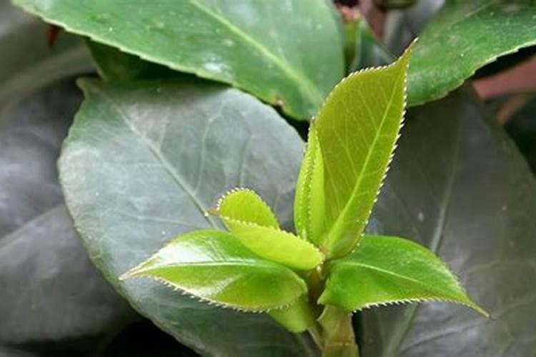茶花长芽如何施肥