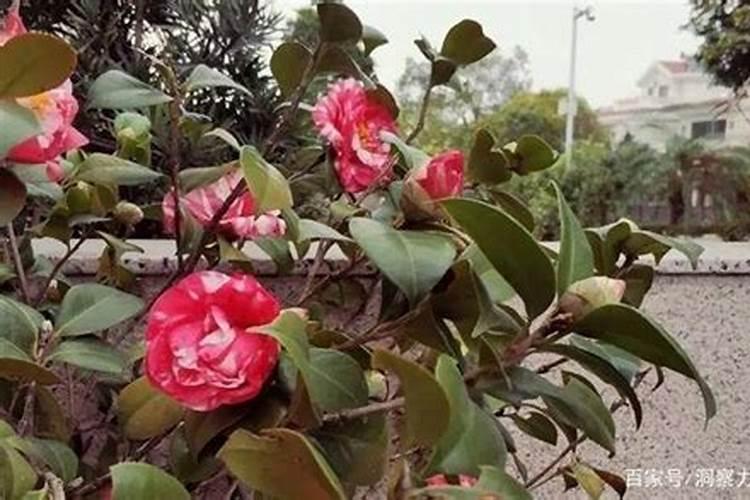 如何让茶花尽快开花