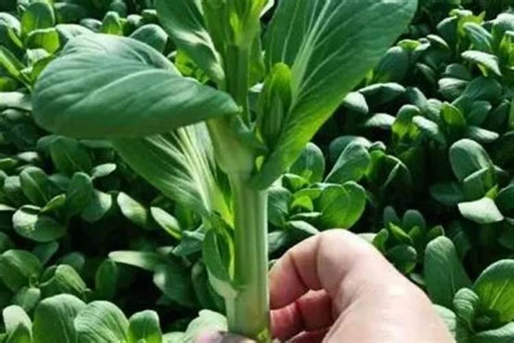 种油菜一亩地要多少肥料